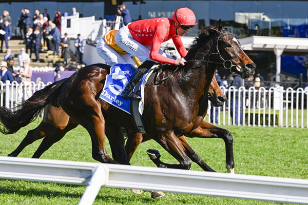 Without Peer - An Impressive Debut Winner For Triple Crown Syndications - Image Bradley Photos