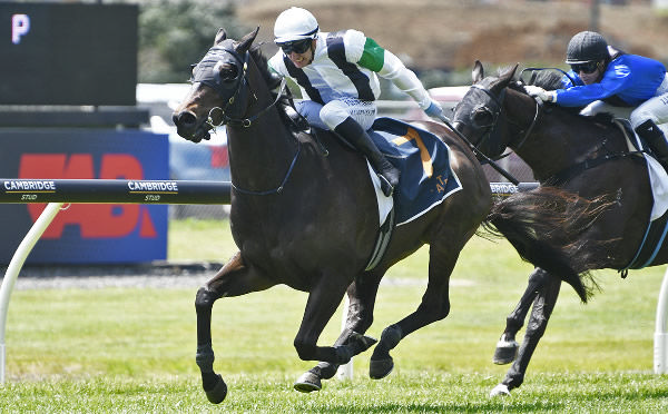 Witz End will contest the Gr.3 TAB Mile (1600m) at Riccarton on Wednesday.  Photo: Kenton Wright (Race Images)