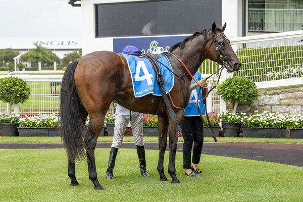 Wolf Gap Appears An Imposing Colt Who Looks On The Up - Image Bradley Photos