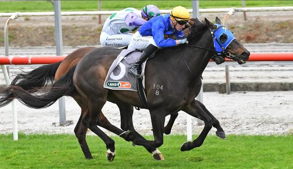 Wolfgang winning at Matamata last week.  Photo: Kenton Wright (Race Images)