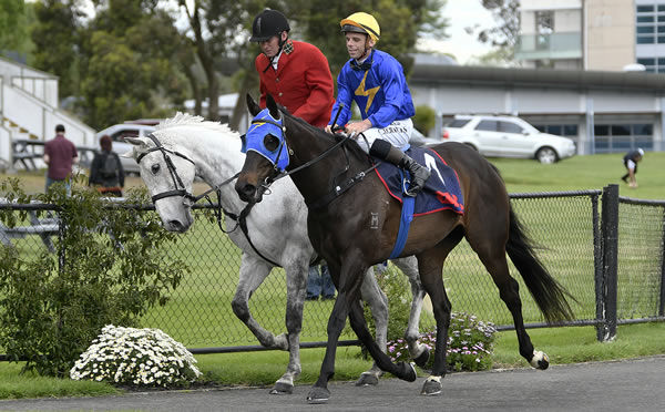 Wolfgang returns victorious at Te Rapa on Monday.  Photo: Kenton Wright (Race Images)