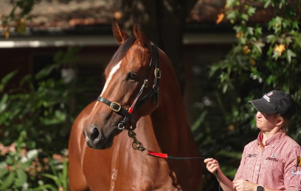 Wollombi was offered in the Newgate Consignment at MM National and was bought by Yulong for $500,000.