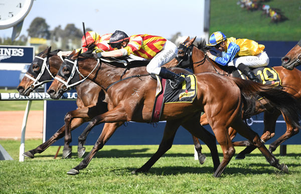 It's a So You Think quinella, Word for Word edges out Guise at Rosehill - image Steve Hart.