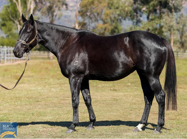 Write the Score was bought for $250,000 at MM National Broodmare Sale.