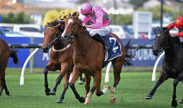 Wyndstorm winning the Entain/NZB Insurance Pearl Series (1200m) at Ellerslie on Saturday.   Photo: Kenton Wright (Race Images)