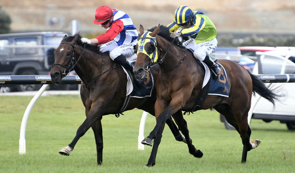 Eventual winner Yaldi (outside) and Midnight Edition fight out the Gr.2 Shaw’s Wire Ropes Auckland Guineas (1400m) at Ellerslie.  Photo: Kenton Wright (Race Images) 