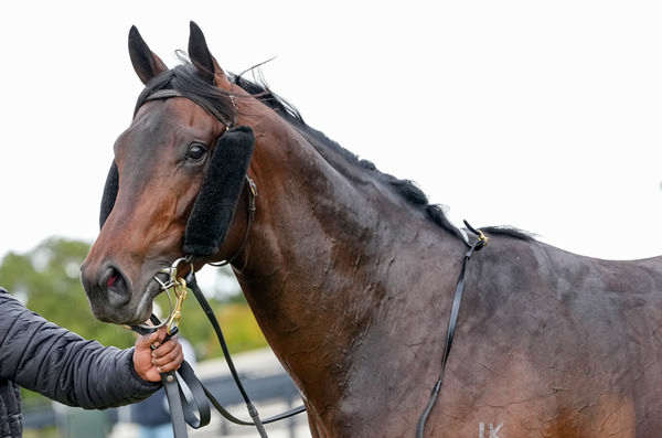 Yamashita's Gold is now a winner! - image Racing Photos