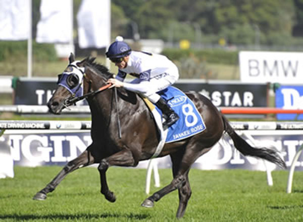 Yankee Rose a $10,000, dual Group 1 winner and now among the most valuable mares in the world.