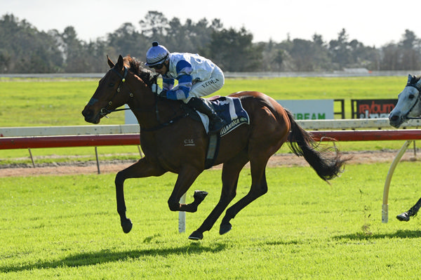 Yokozuna winning the Promote Waipu 2YO (1200m) at Ruakaka on Saturday.  Photo: Therese Davis