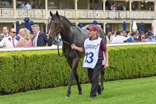 Yorkshire is a star miler on the rise - image Bradley Photos