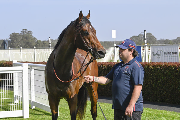 Young Mister Grace might be by Anders, but there is a lot of his dam sire Zoustar in the mix - image Bradley Photography 