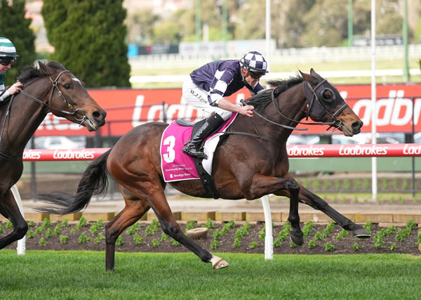 The Danny O’Brien-trained Young Werther triumphs in the Strathmore Community Bendigo Bank Handicap (2040m) at The Valley Photo: Scott Barbour-Racing Photos