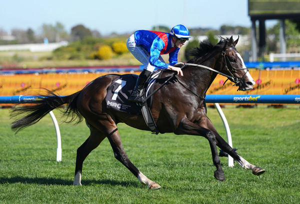 Zambardo cruises to victory at Caulfield in October  Photo: Scott Barbour/Racing Photos