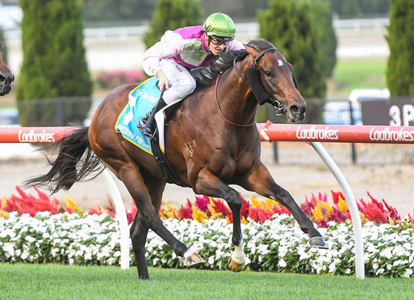 Zamborghini makes it two wins from two starts at Moonee Valley - image Brett Holburt / Racing Photos