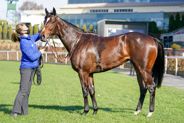 The gorgeous Zapateo. What a broodmare she promises to be (image Scott Barbour/Racing Photos)