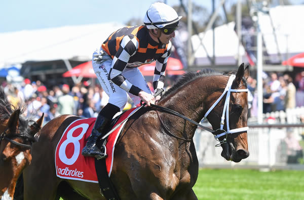 Zaszou is an up and comer and last start winner - image Pat Scala / Racing Photos  