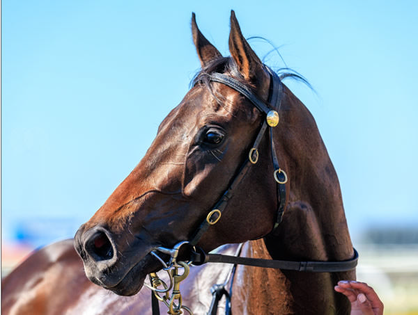 Zia is a new SW for champion sire Zoustar - image Grant Courtney