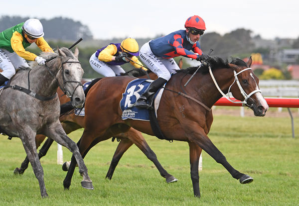 Chris Dell pilots Zola Express to victory in the Listed Steelform Roofing Group Wanganui Cup (2040m) Photo: Race Images – Peter Rubery