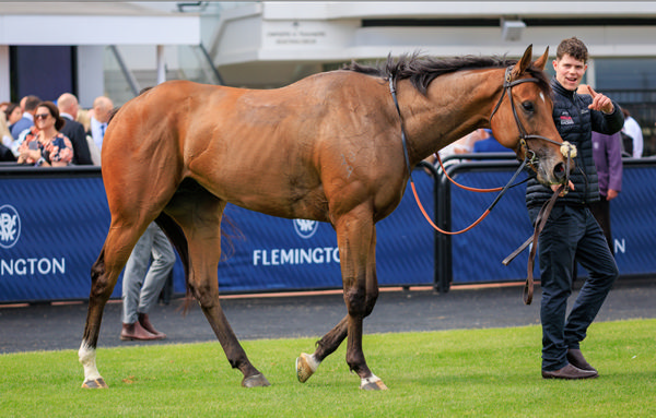 Zou Sensation joins the millionaire club - image Grant Courtney