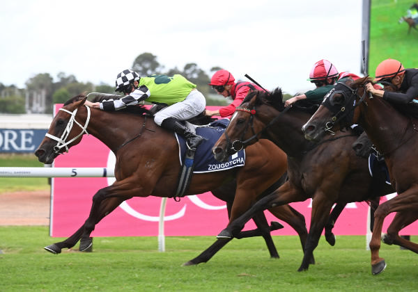 Zougotcha holds off the challengers to win the G21 Coolmore Classic - image Steve Hart
