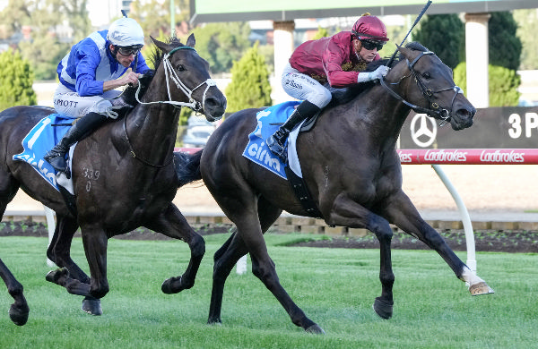 Zourain wins at Moonee Valley - image George Salpigtidis / Racing Photos