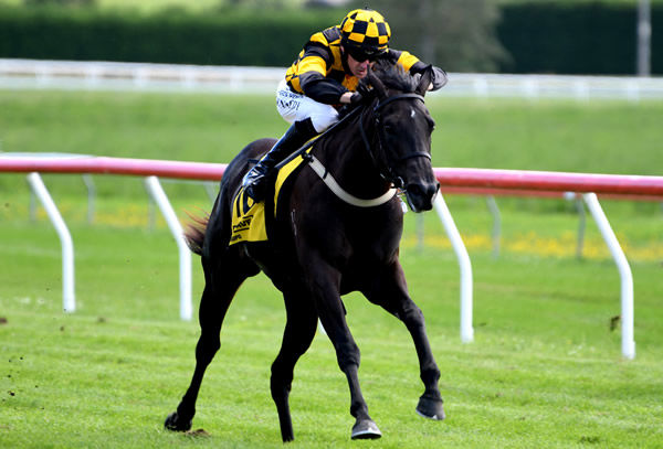 Zourion brought up trainer Mark Walker’s 1000th New Zealand win at Taupo on Tuesday. Photo: Kenton Wright (Race Images)