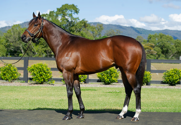 Divine Prophet is a full brother to reigning NZ Champion Sire Proisir and is now standing in New Zealand  too.