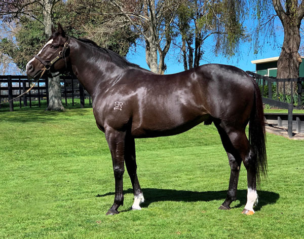 High Chaparral sire Ace High will have his first weanlings on show.