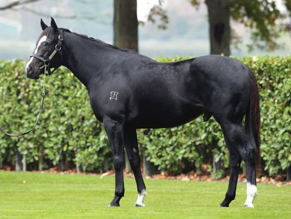 Ace High stands at Rich Hill Stud in NZ