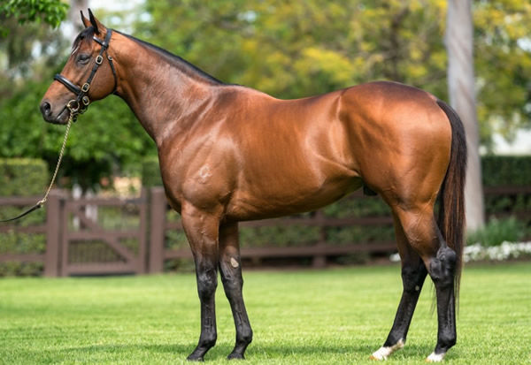 Fastnet Rock's brilliant son Acrobat will have his first yearlings at sales in 2025.
