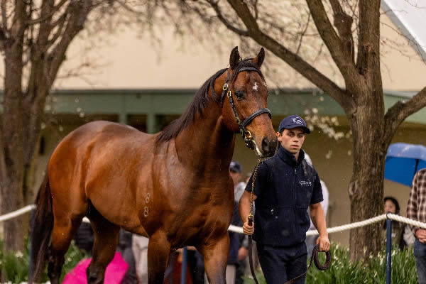 Coolmore legend Fastnet Rock might be enjoying retirement, but his young son Acrobat opened the parade and stands at a fee of $13,750.