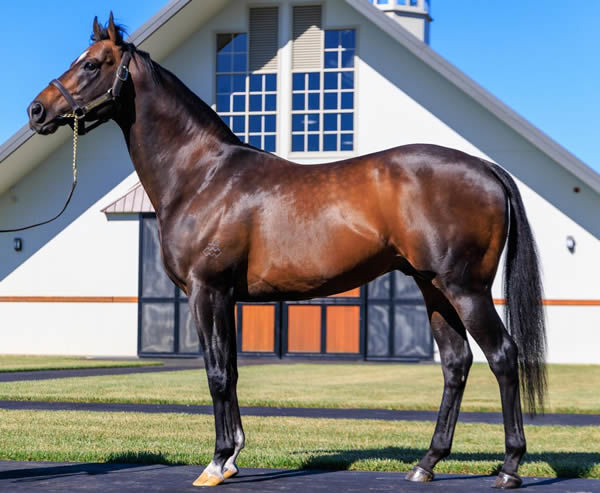 Alabama Express is the young king at Yulong.  