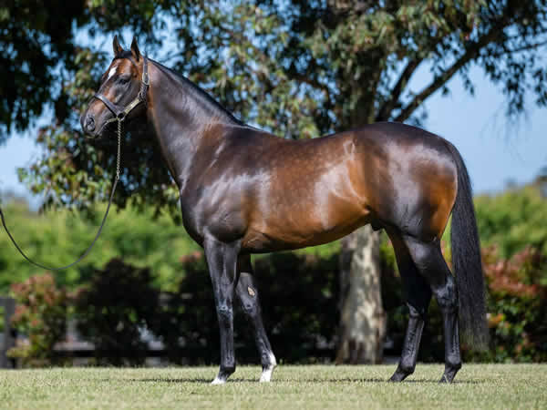 Alabama Express is the leading first crop sire in Australia by earnings and has three winners.