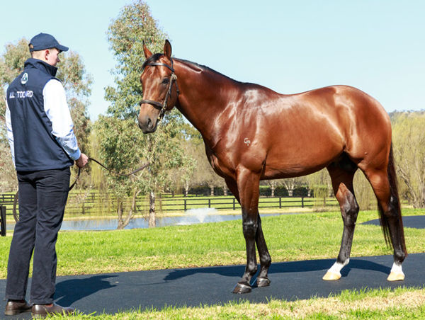 All Too Hard stands for $27,500  at Vinery Stud