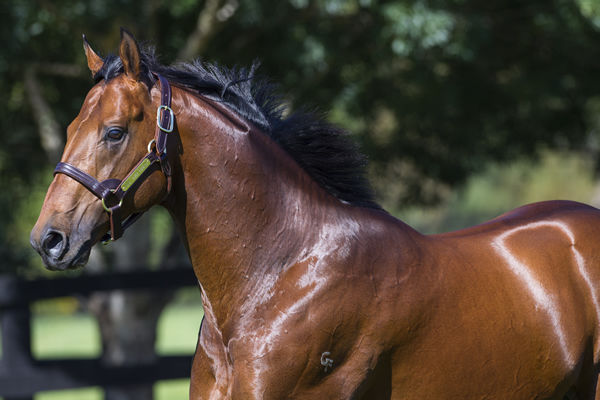 Leading sire All Too Hard is a half-brother to Black Caviar