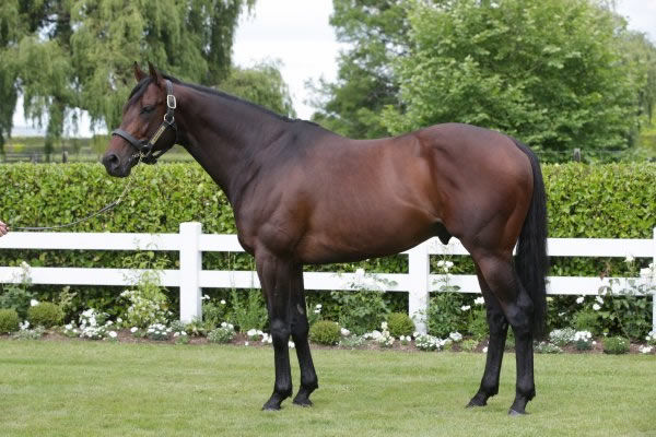 In form sire Almanzor (Fr) has several yearlings for sale.