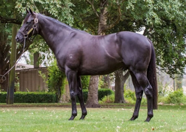 Armidale Stud's young sire Alpine Eagle will have his first yearlings selling in 2020