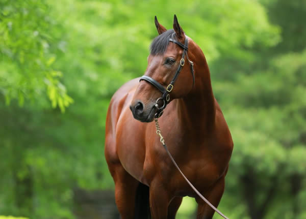 American Pharoah is a Premium sire, click for more information.