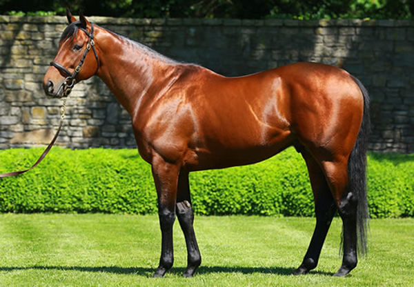American Pharoah was the leading first season sire by average at Inglis Easter 2020 