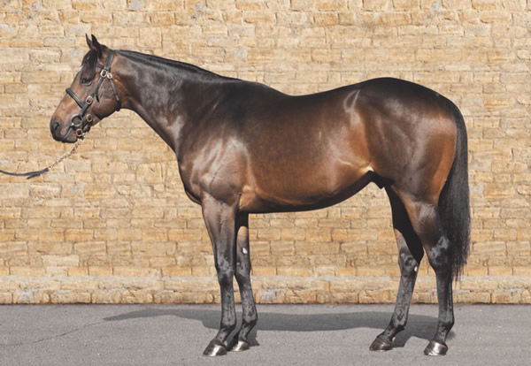 Ardad has achieved some great results this year for Overbury Stud.