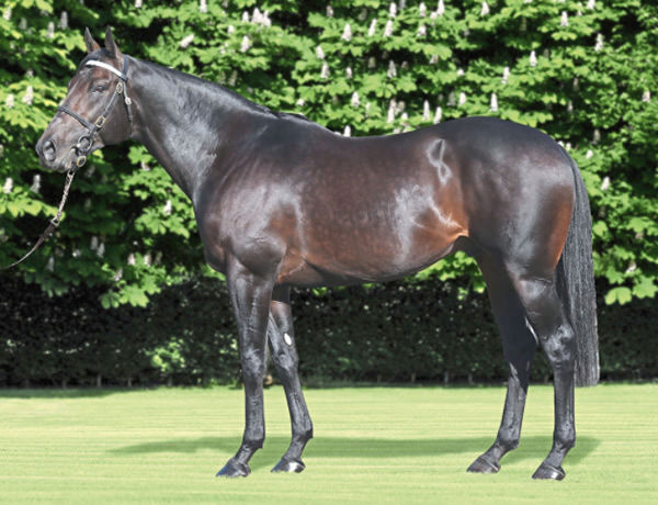 Awtaad stands for Shadwell at Derrinstown Stud.