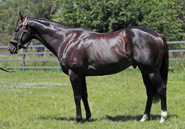 Barbaric is priced again at $8,800 inc GST - test your mare with a Hypo mating.