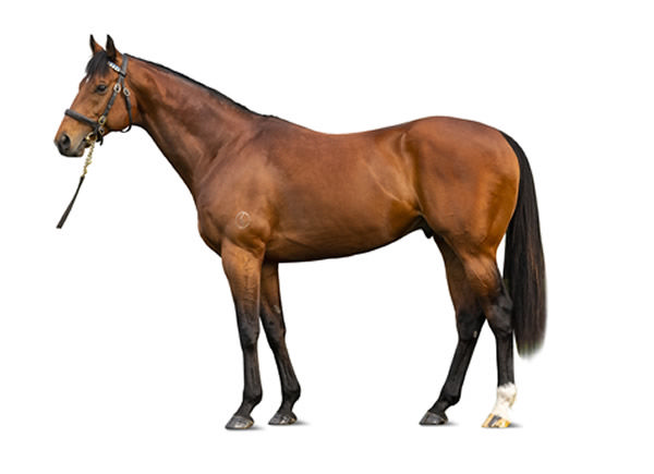 Bivouac was the leading first season sire by average and had the single highest priced weanling for a first season sire.