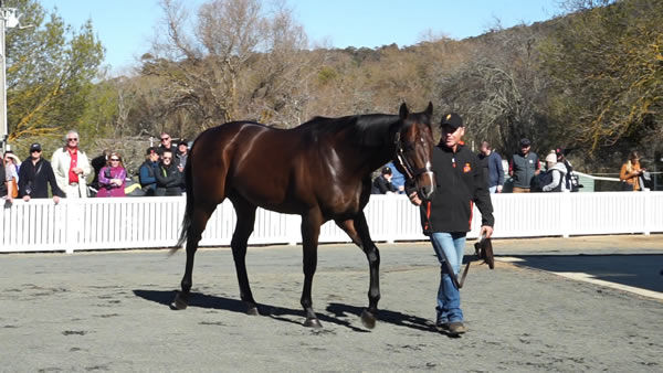 Bolt D'Oro is in Victoria at Spendthrift Australia 