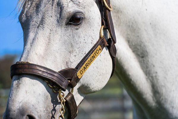 Bowness Stud's D'Argento Recorded A Further Two Winners On Wednesday Highlighted By Ladies Pro