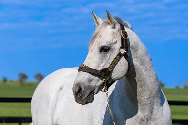 D'Argento Is Standing For $16,500 (inc. GST) at Bowness Stud