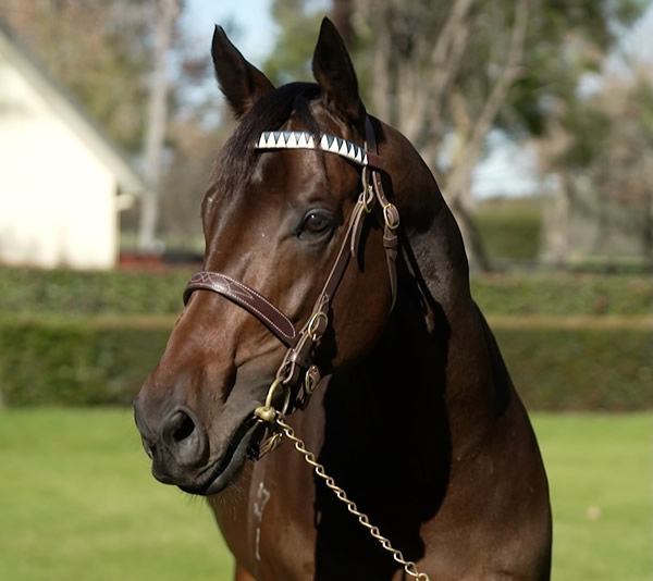 Last year Broadsiding was getting ready for the Golden Rose and this year he's getting ready to cover his first book of mares!  