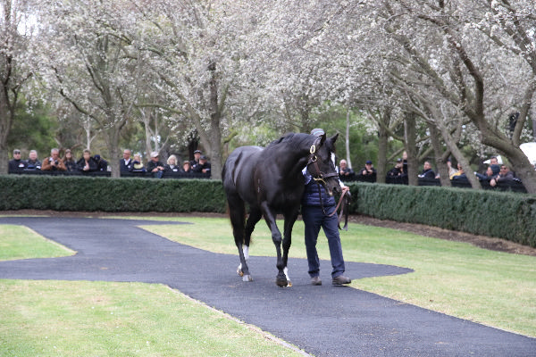 Snitzel son Bruckner is second season with his first foals due this spring, click for more info.