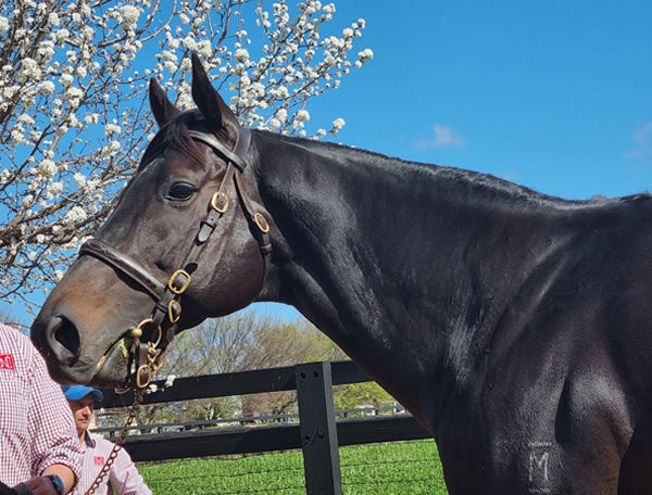 Doncaster winner Brutal has the same brand carried by So You Think, Mapperley Stud in NZ.