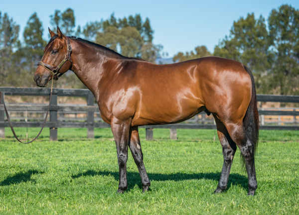 Bull Point stands at Kingstar Farm at a fee of $6,600.